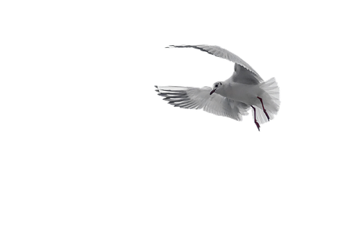 White Pigeon In Flight Black Background PNG