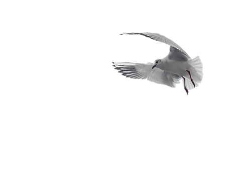 White Pigeon In Flight Black Background.jpg PNG