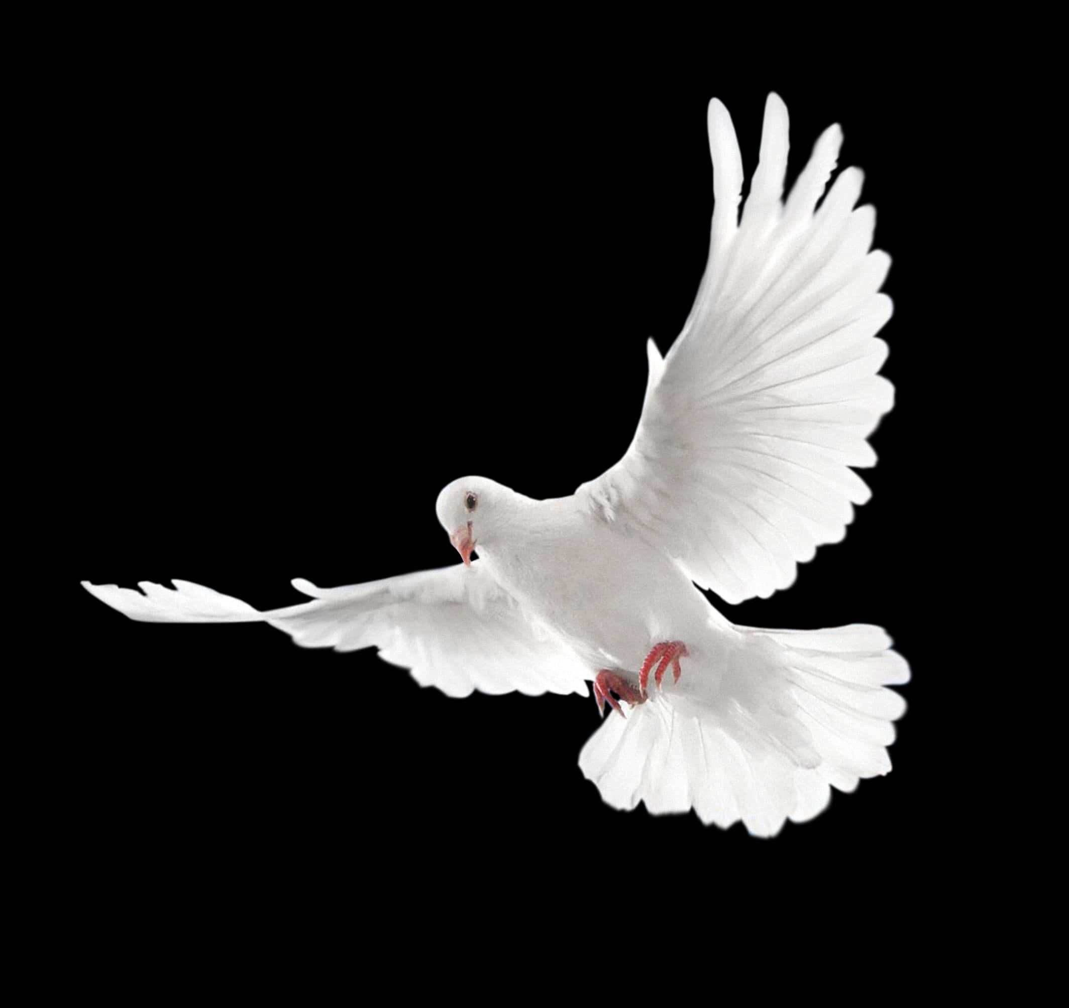 White Pigeon In Flight Black Background PNG