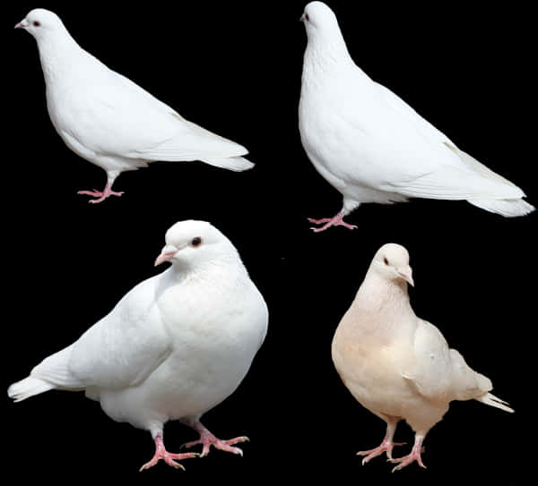 White Pigeons Various Poses PNG