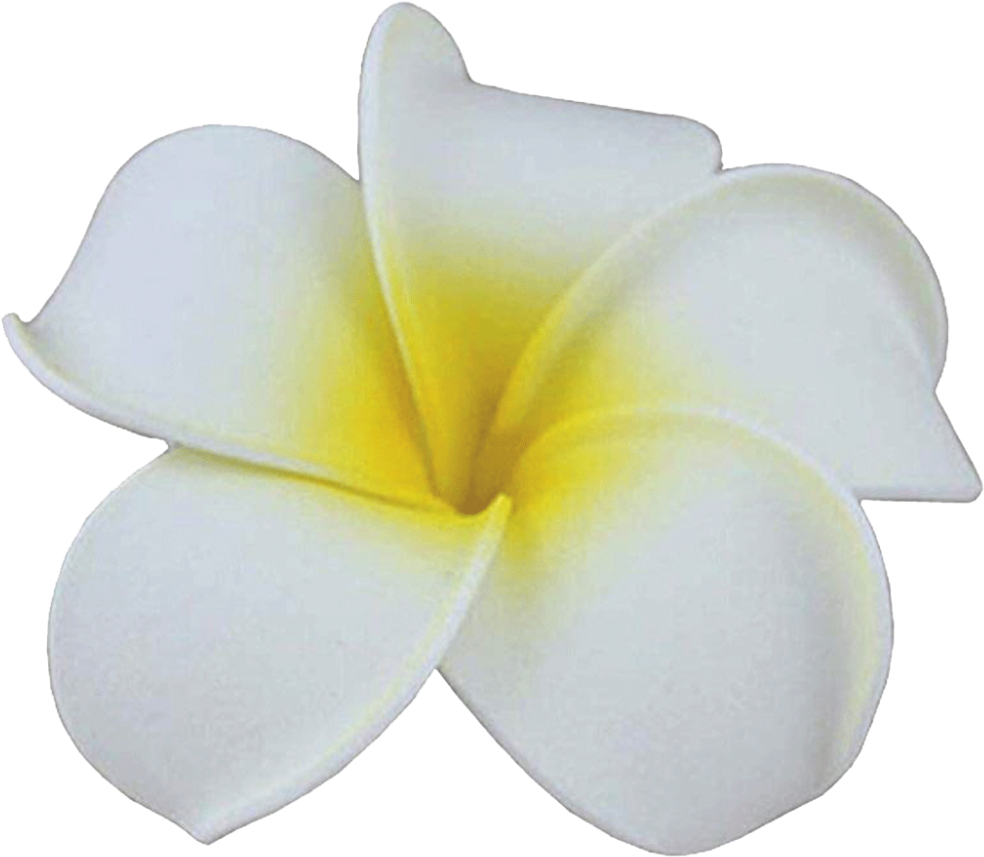 Download White Plumeria Flower Isolated | Wallpapers.com