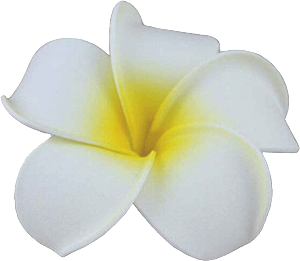 White Plumeria Flower Isolated PNG