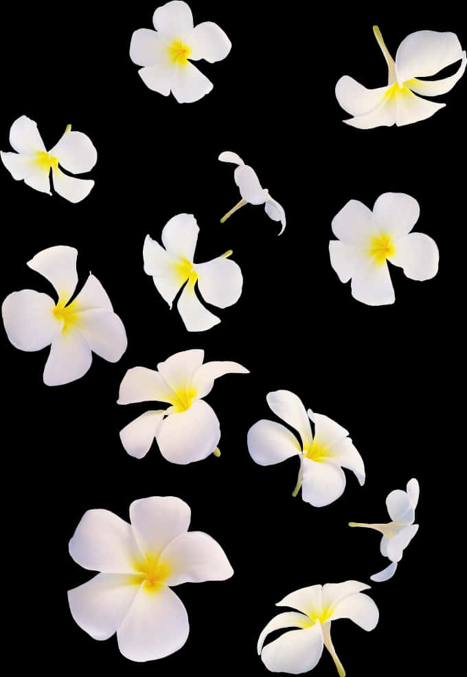 White Plumeria Flowers Against Black Background PNG