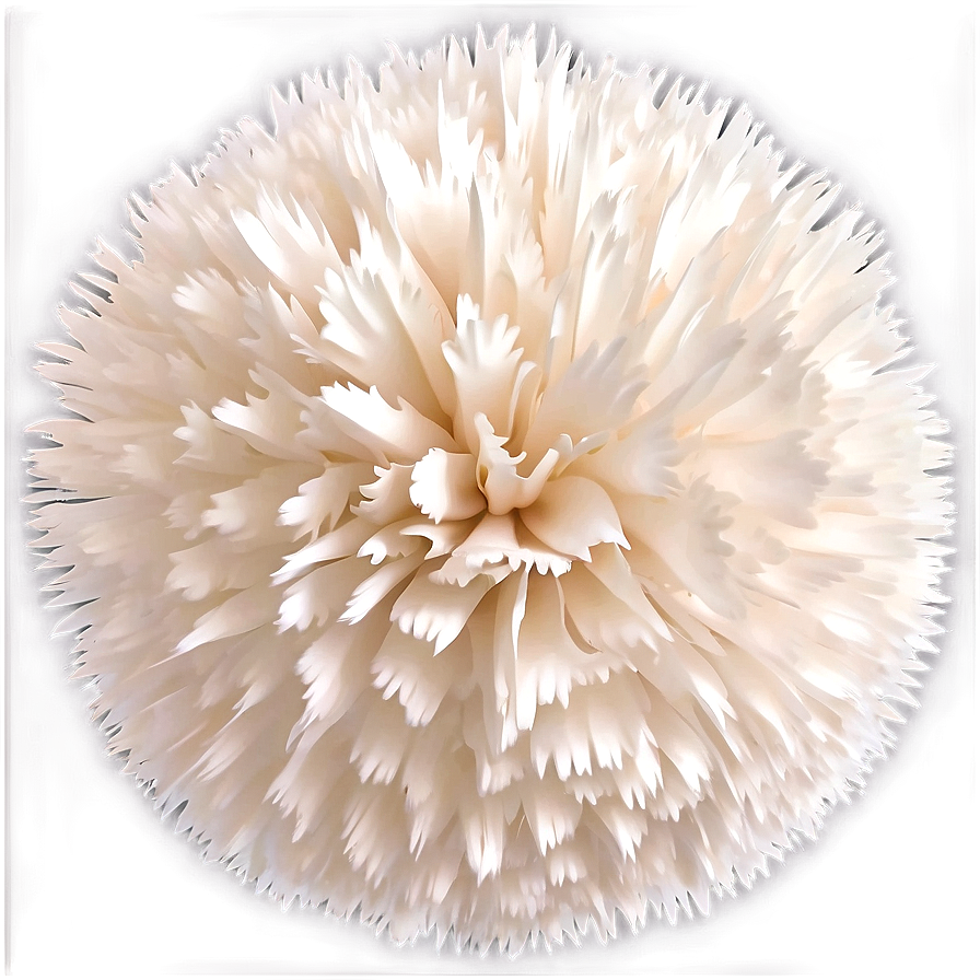 White Pom Poms Png 06132024 PNG