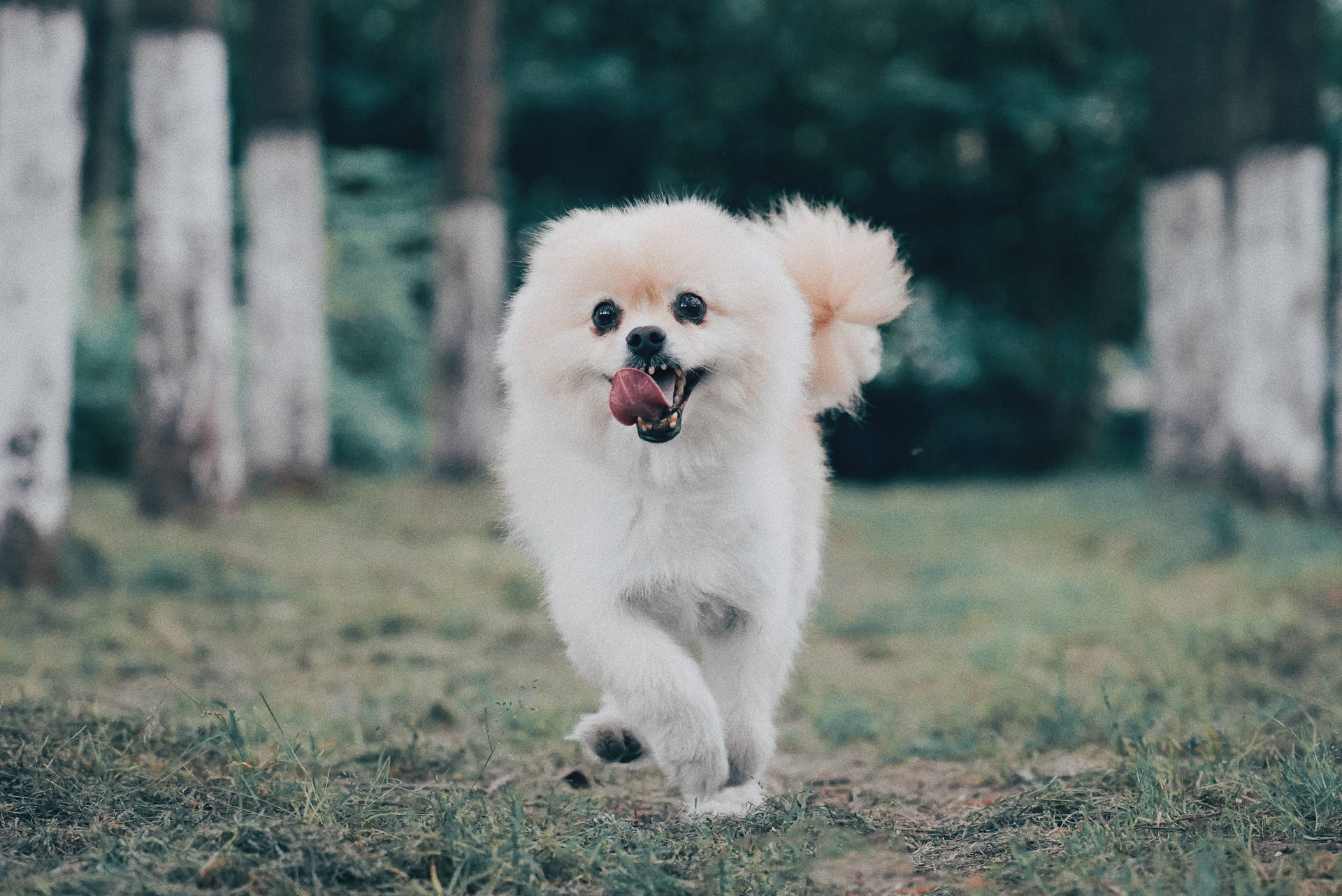 White Pomeranian Dog Running