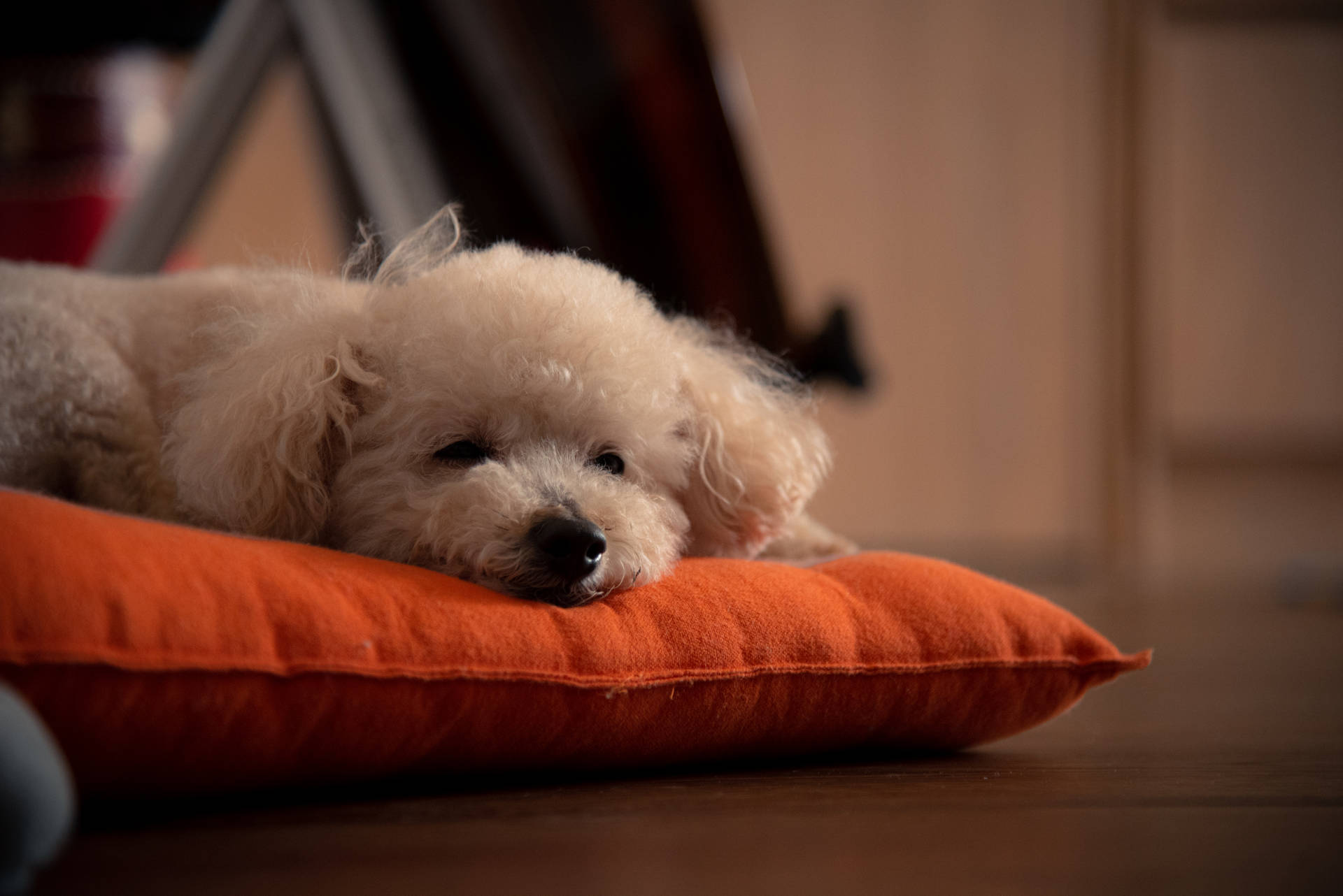White Poodle On Orange Pillow