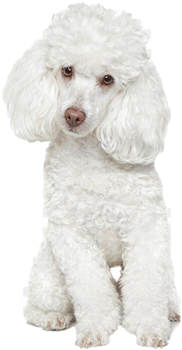 White Poodle Portrait SVG