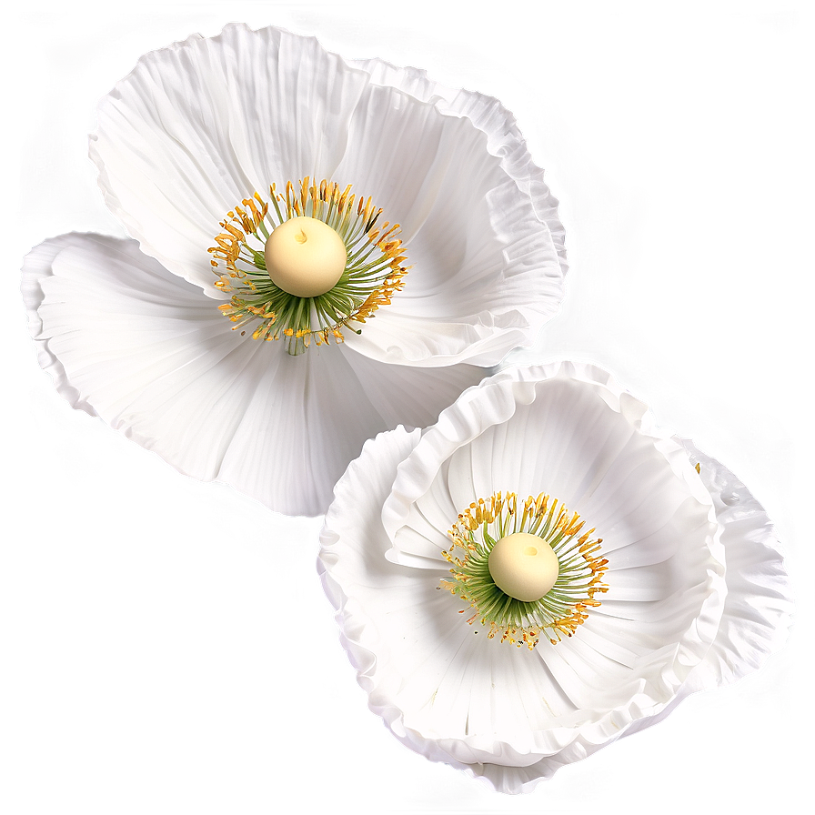 White Poppies Flowers Png 05242024 PNG