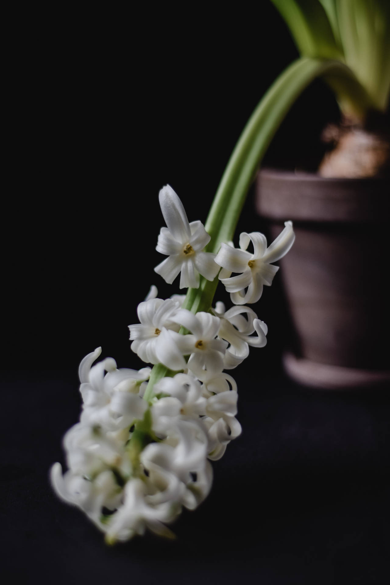 White Potted Hyacinth Flower