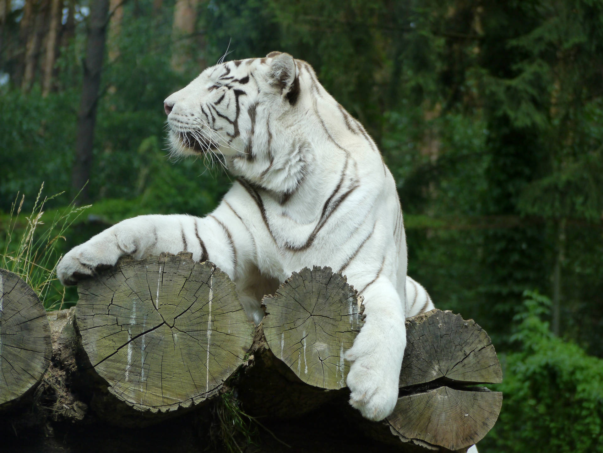 White Predator Tiger