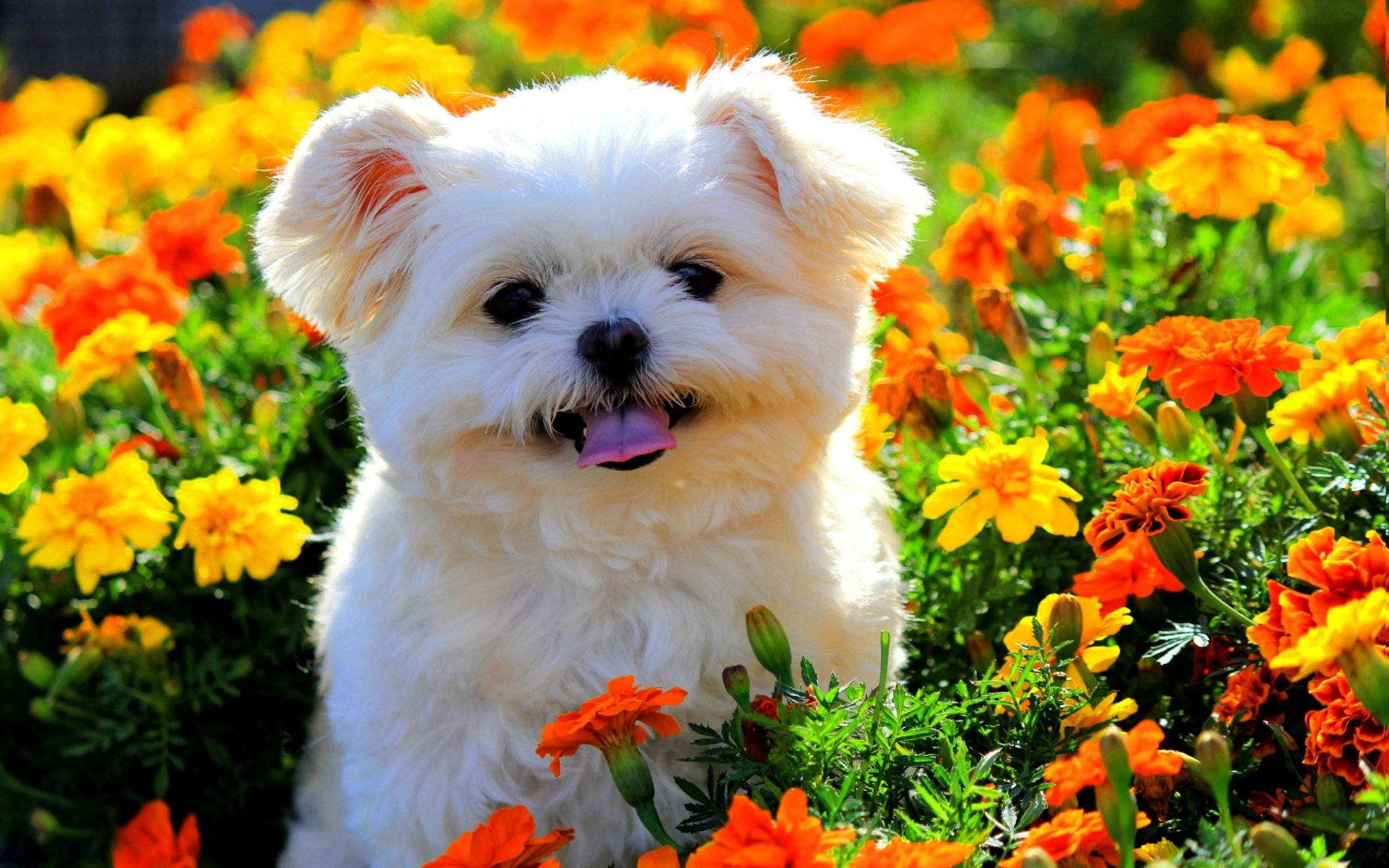 White Puppy Dog In Flower Garden Background