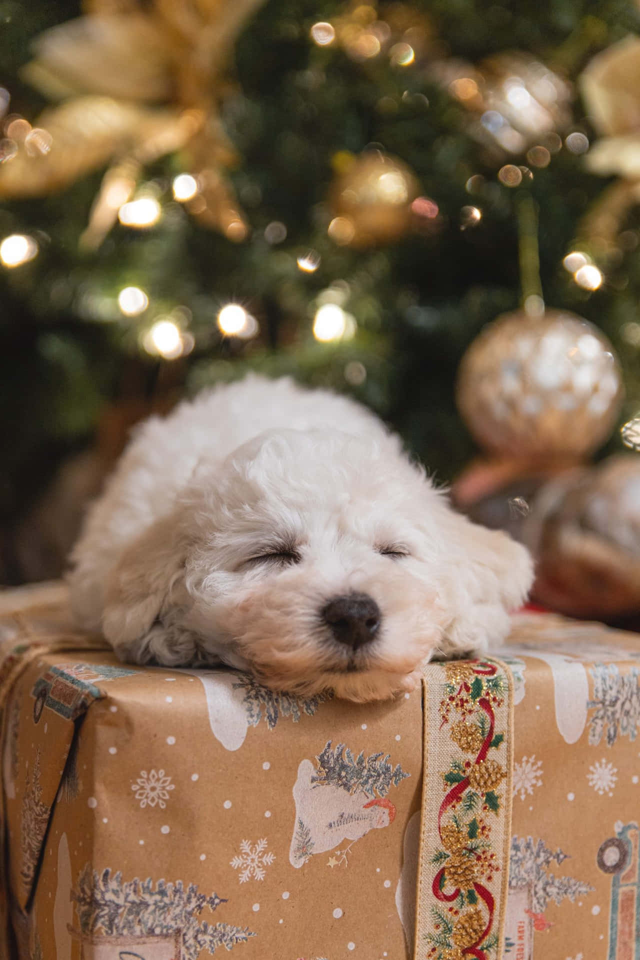 White Puppy On A Simple Aesthetic Cute Christmas Present Wallpaper