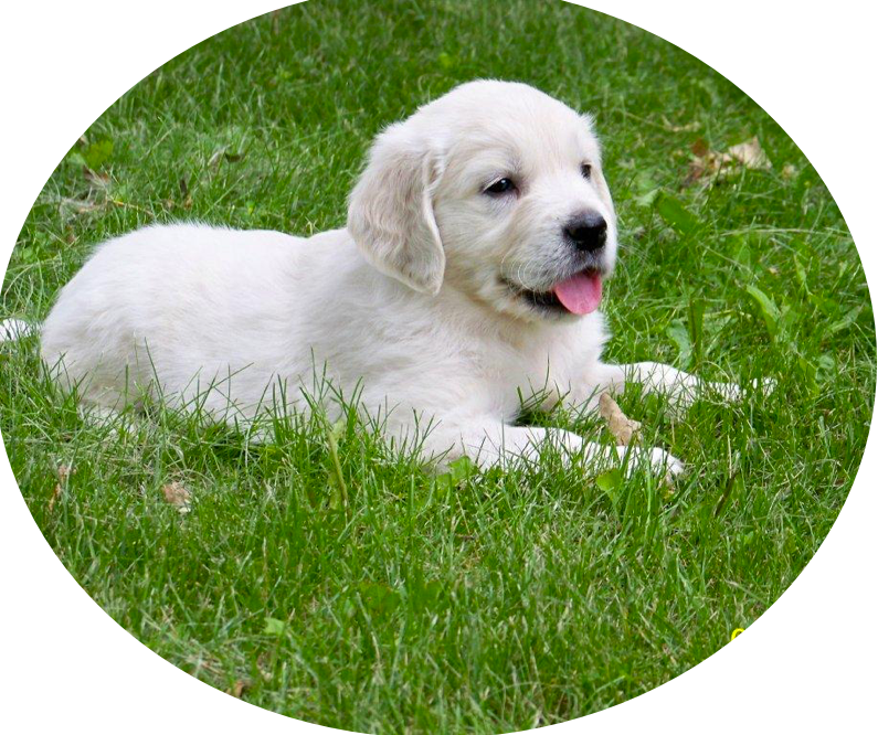 White Puppyin Grass.jpg PNG