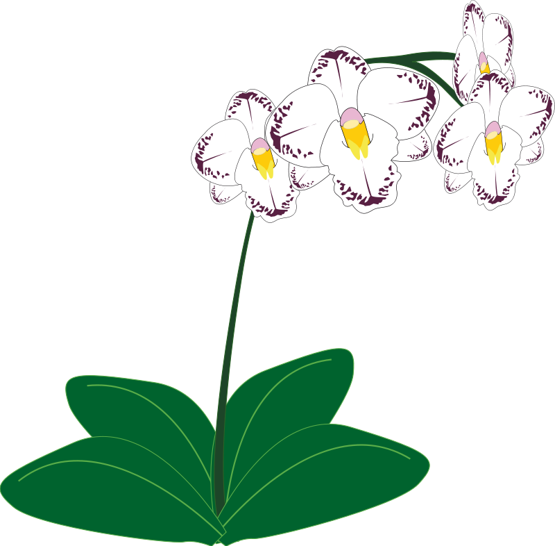 White Purple Orchid Illustration PNG