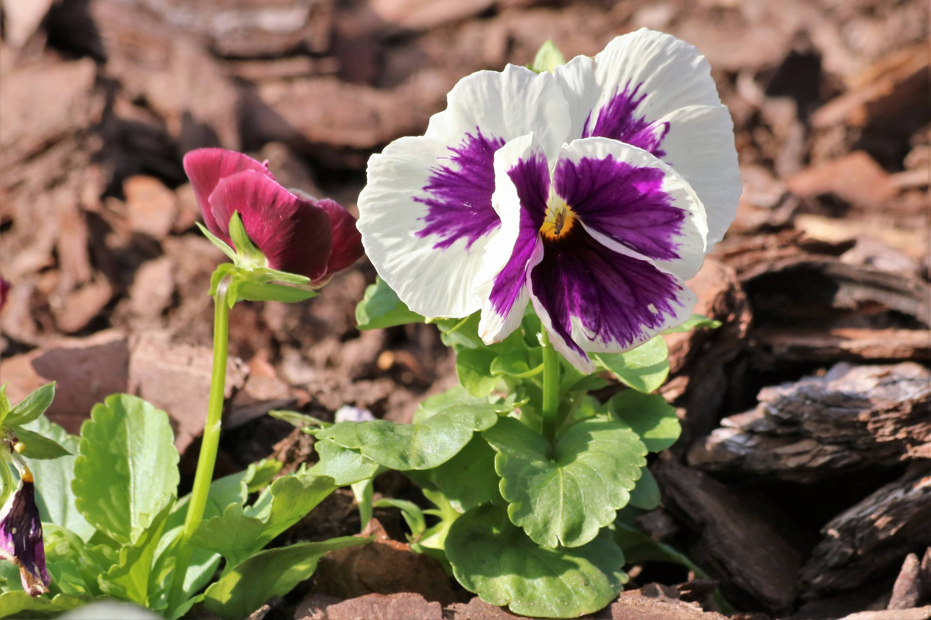 White-Purple Pansy In Woods Wallpaper