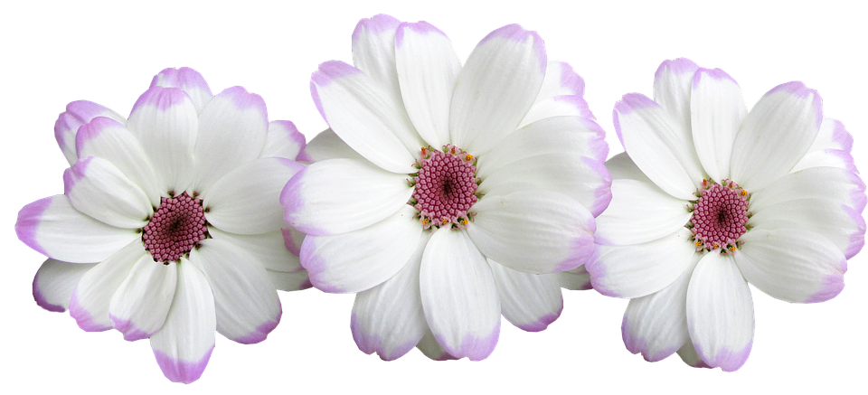 White Purple Tipped Daisy Flowers PNG