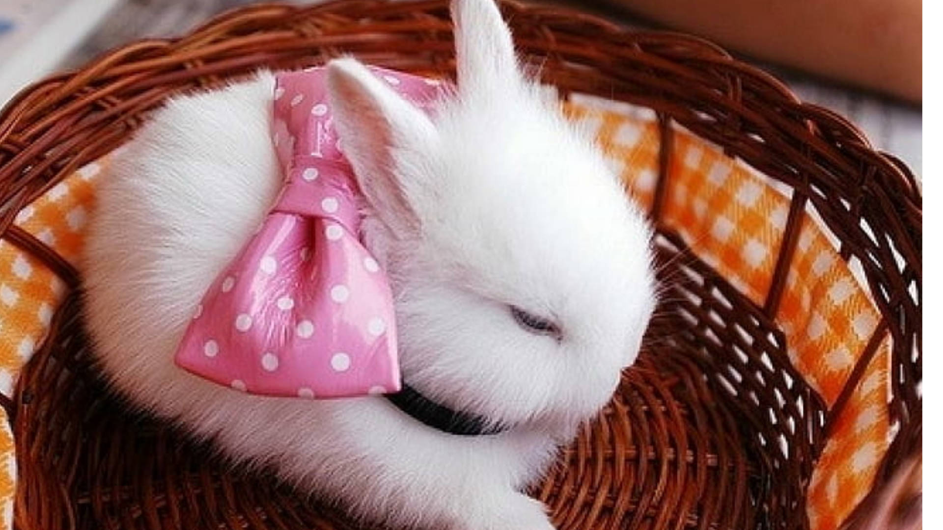 Декоративные кролики в корзинке