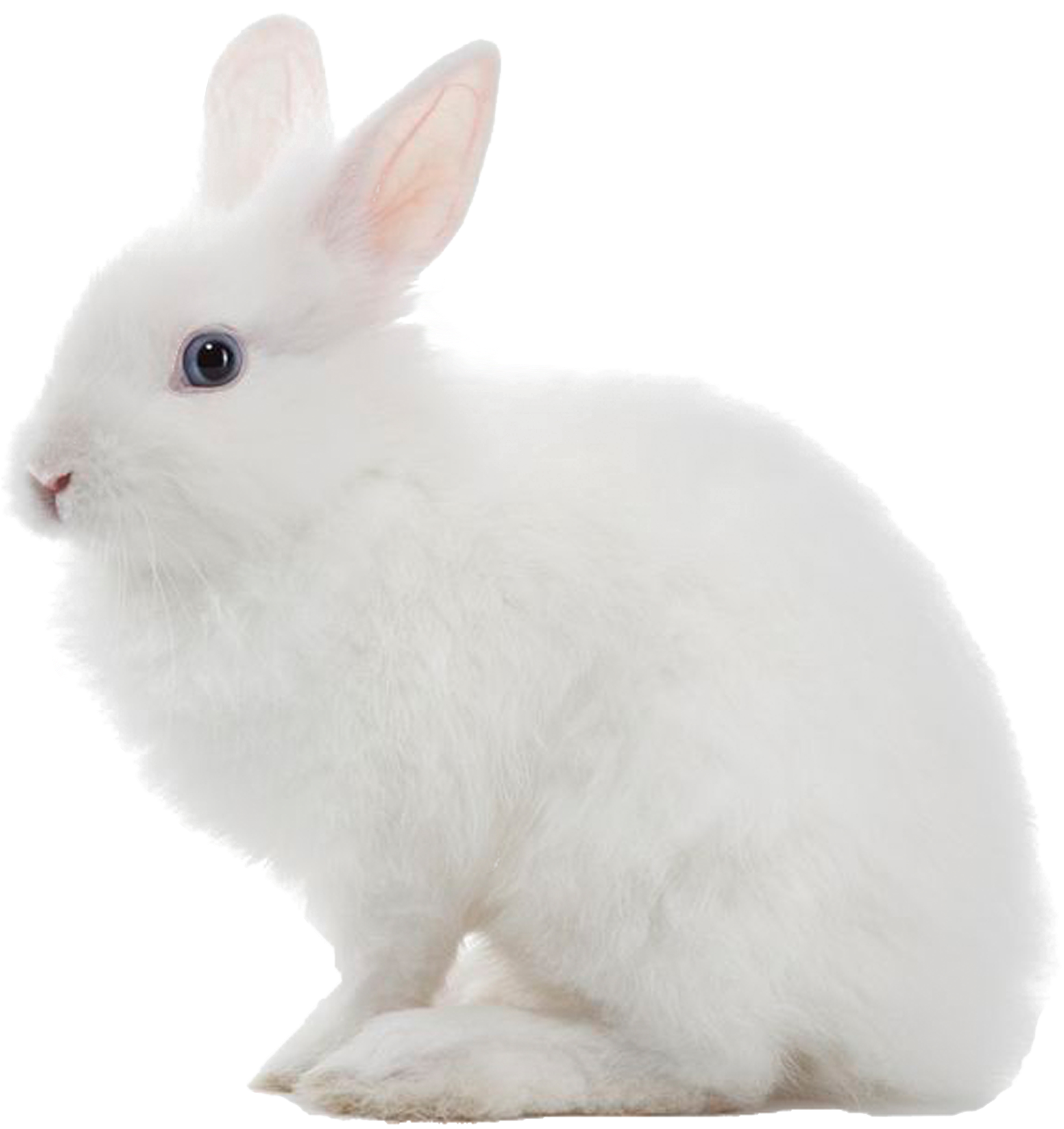 White Rabbit Profile View PNG