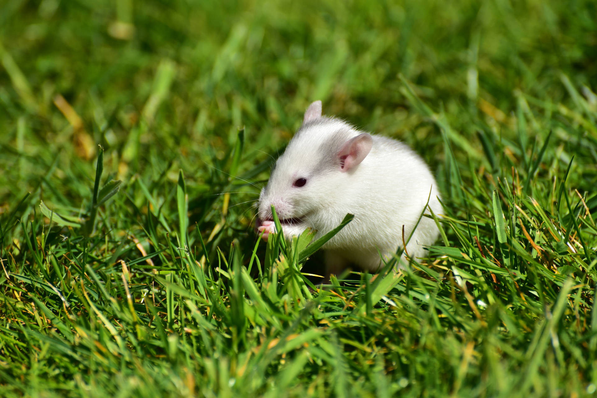 Hvid rot spiser græs Wallpaper