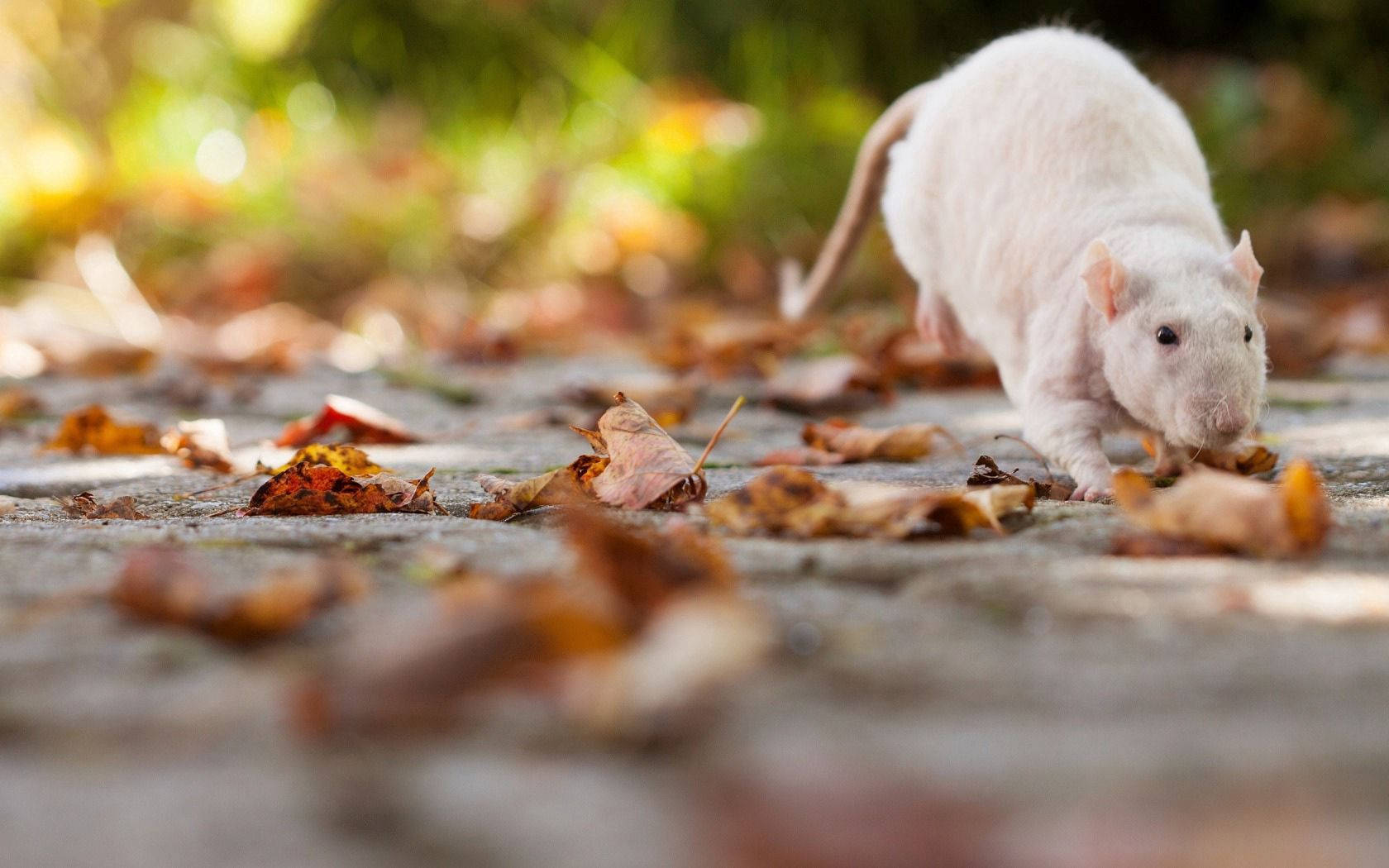 White Rat Playing With Fallen Leaves Wallpaper