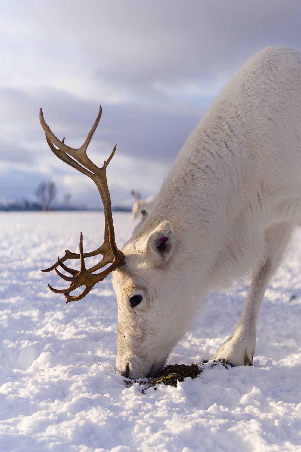 White Reindeer In Snow Wallpaper