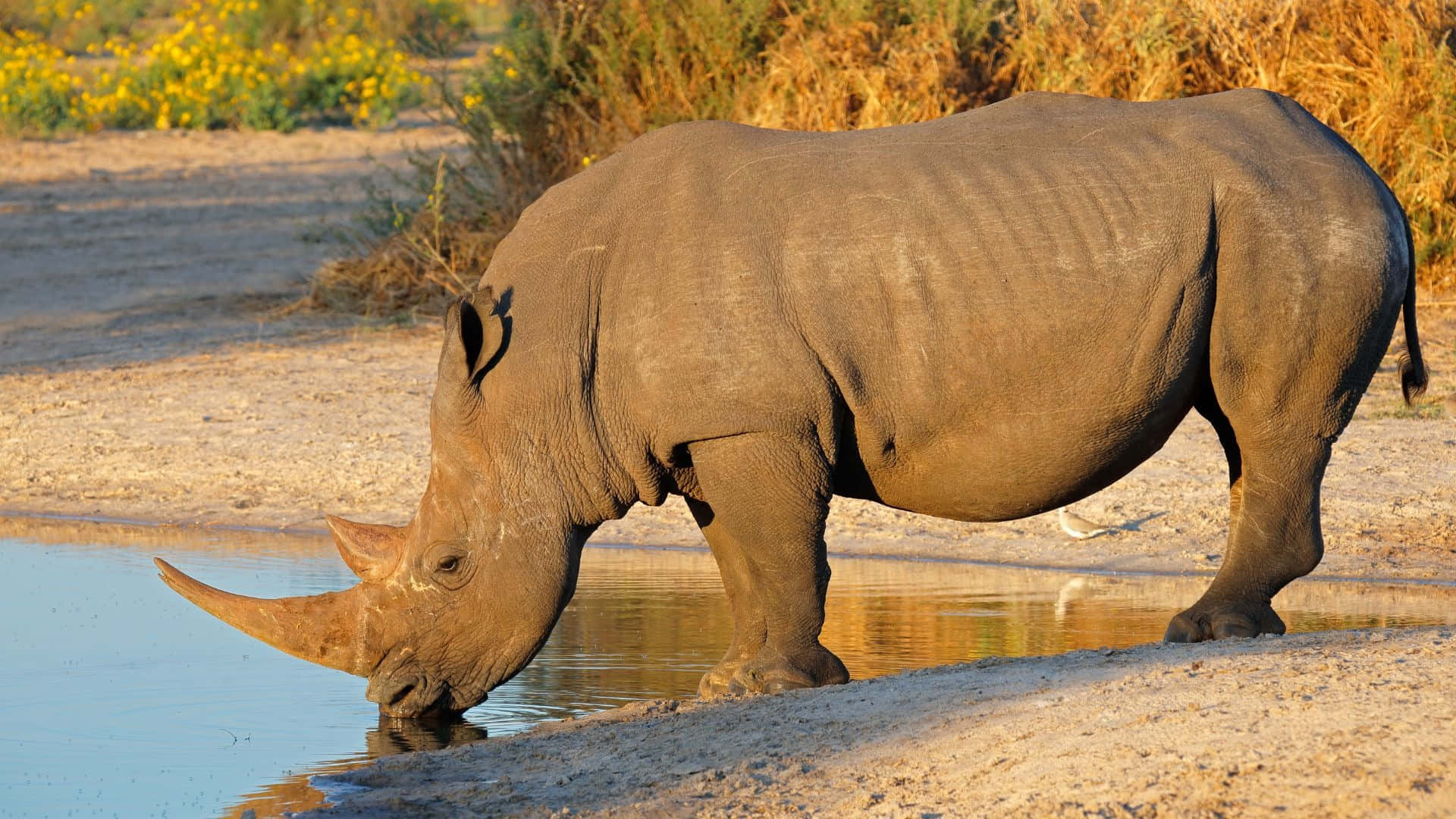 White Rhinoceros Drinking Waterat Sunset Wallpaper