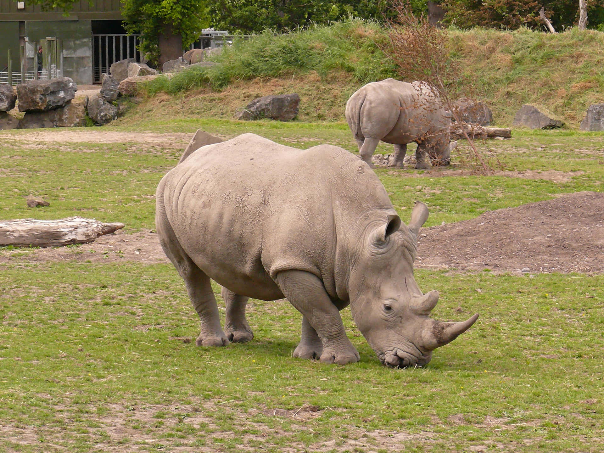 White Rhinoceros Grazingin Zoo Habitat Wallpaper