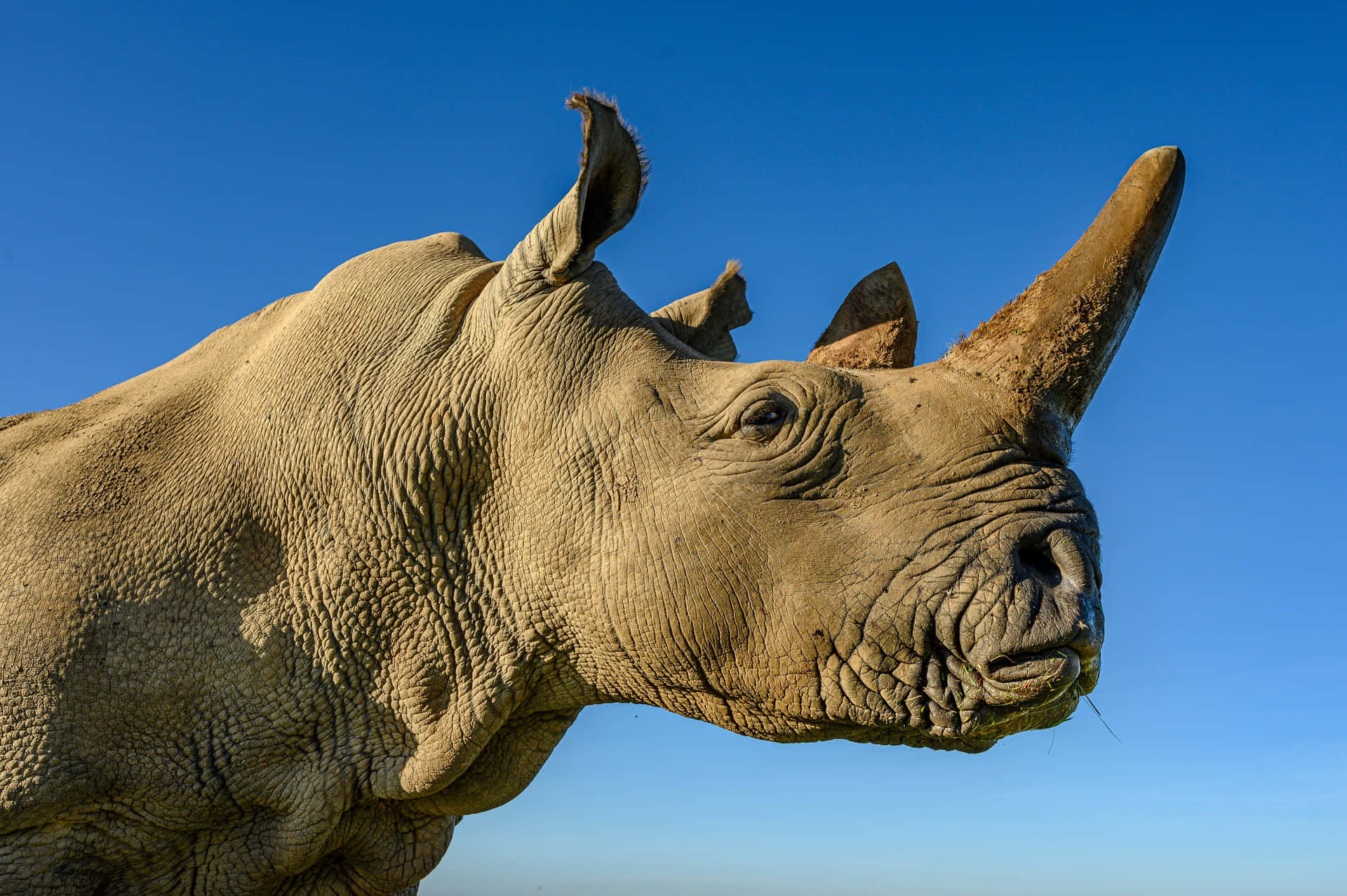 White Rhinoceros Profile Under Blue Sky Wallpaper