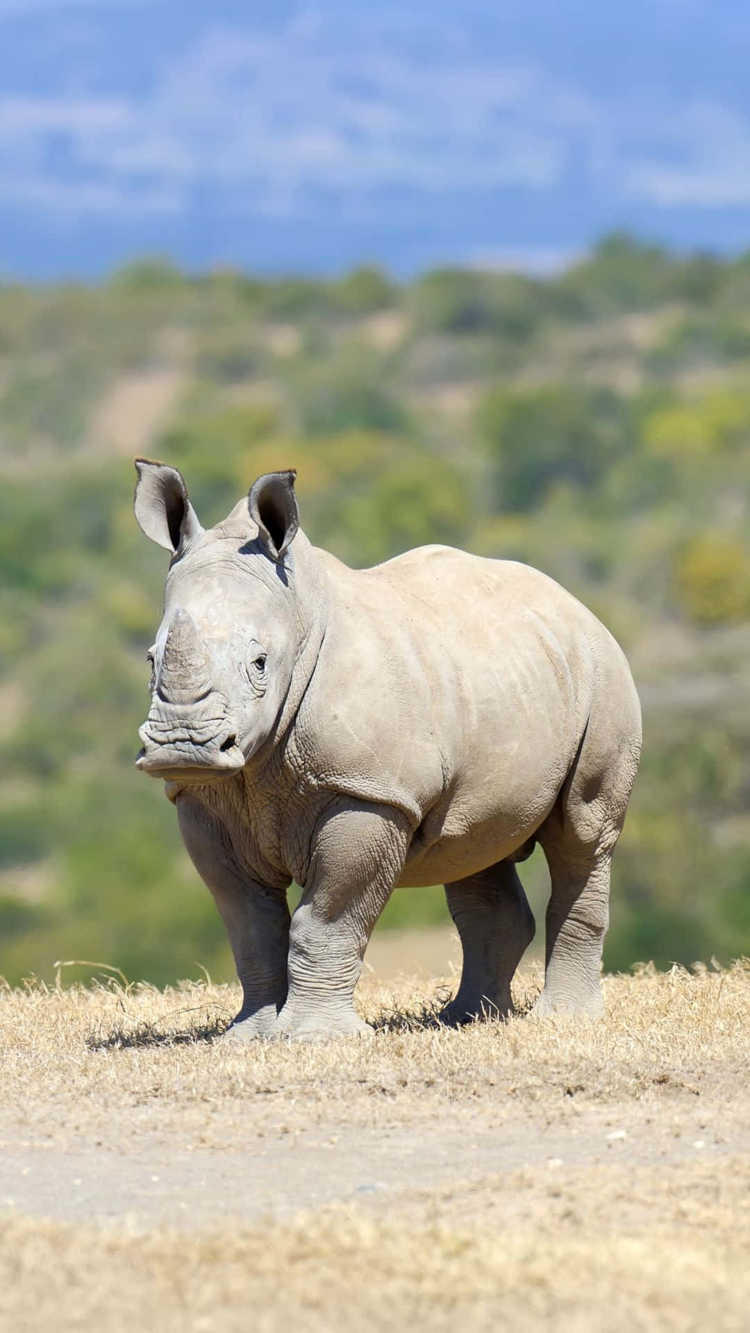 White Rhinoceros Standingin Savannah.jpg Wallpaper