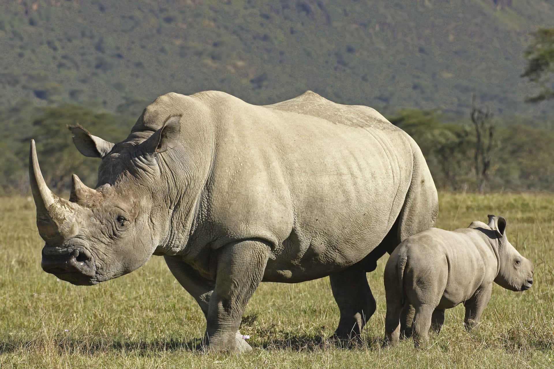 White Rhinoceros With Calf In Savannah Wallpaper