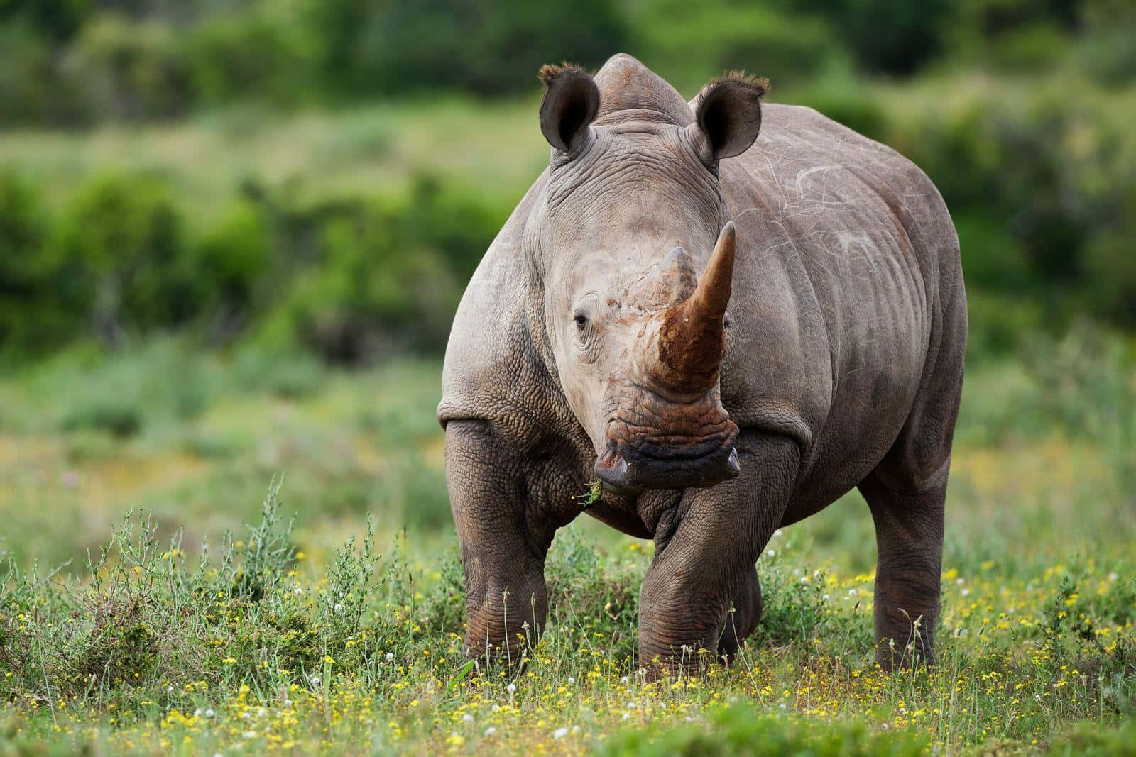 White Rhinocerosin Grassy Habitat.jpg Wallpaper