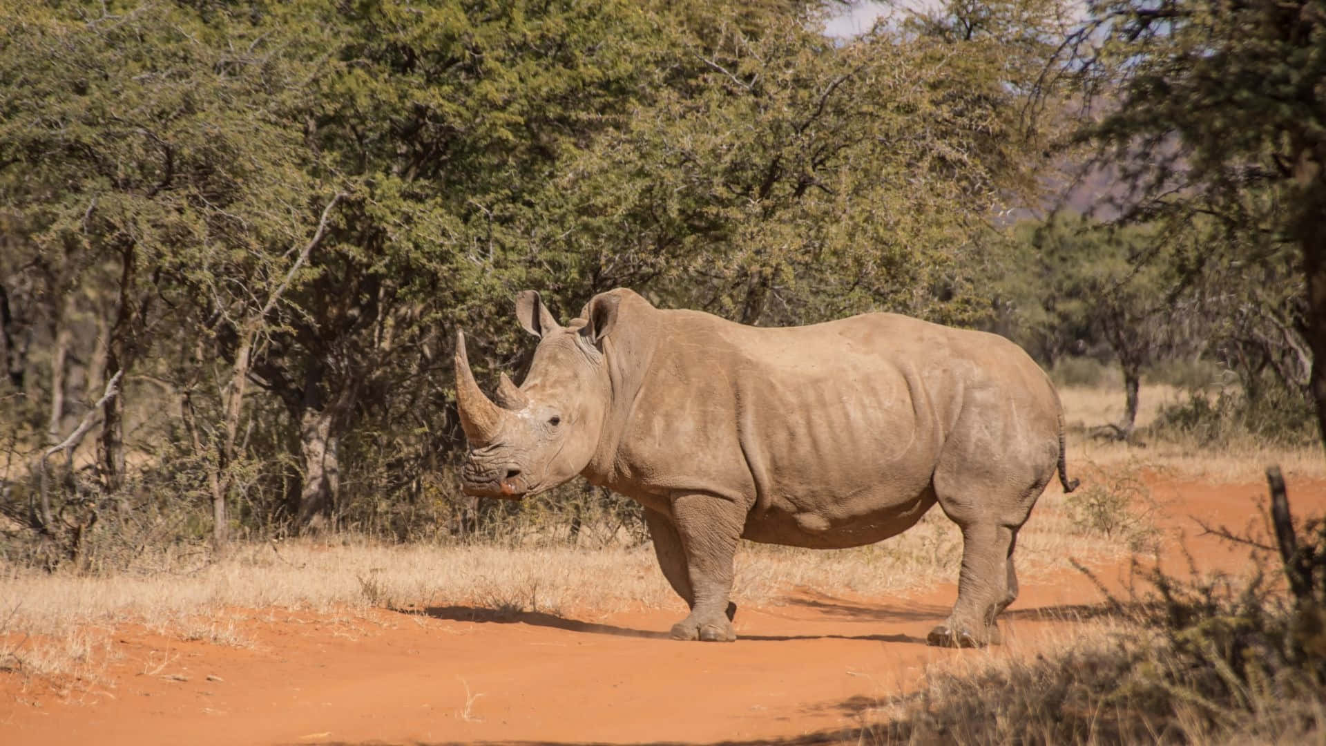 White Rhinocerosin Natural Habitat.jpg Wallpaper
