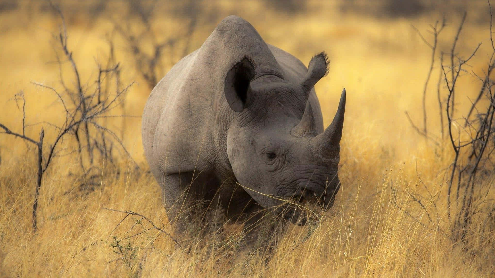 White Rhinocerosin Savanna Grasslands.jpg Wallpaper