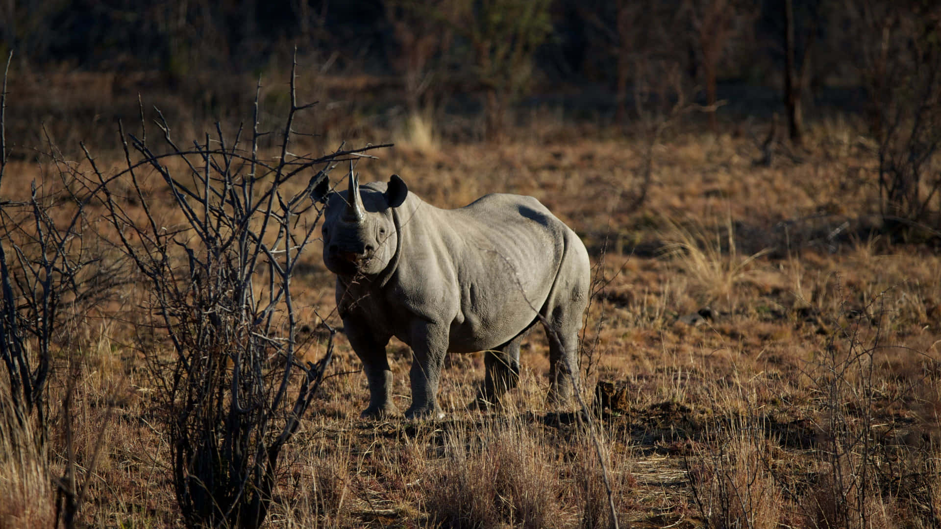 White Rhinocerosin Wild Habitat.jpg Wallpaper