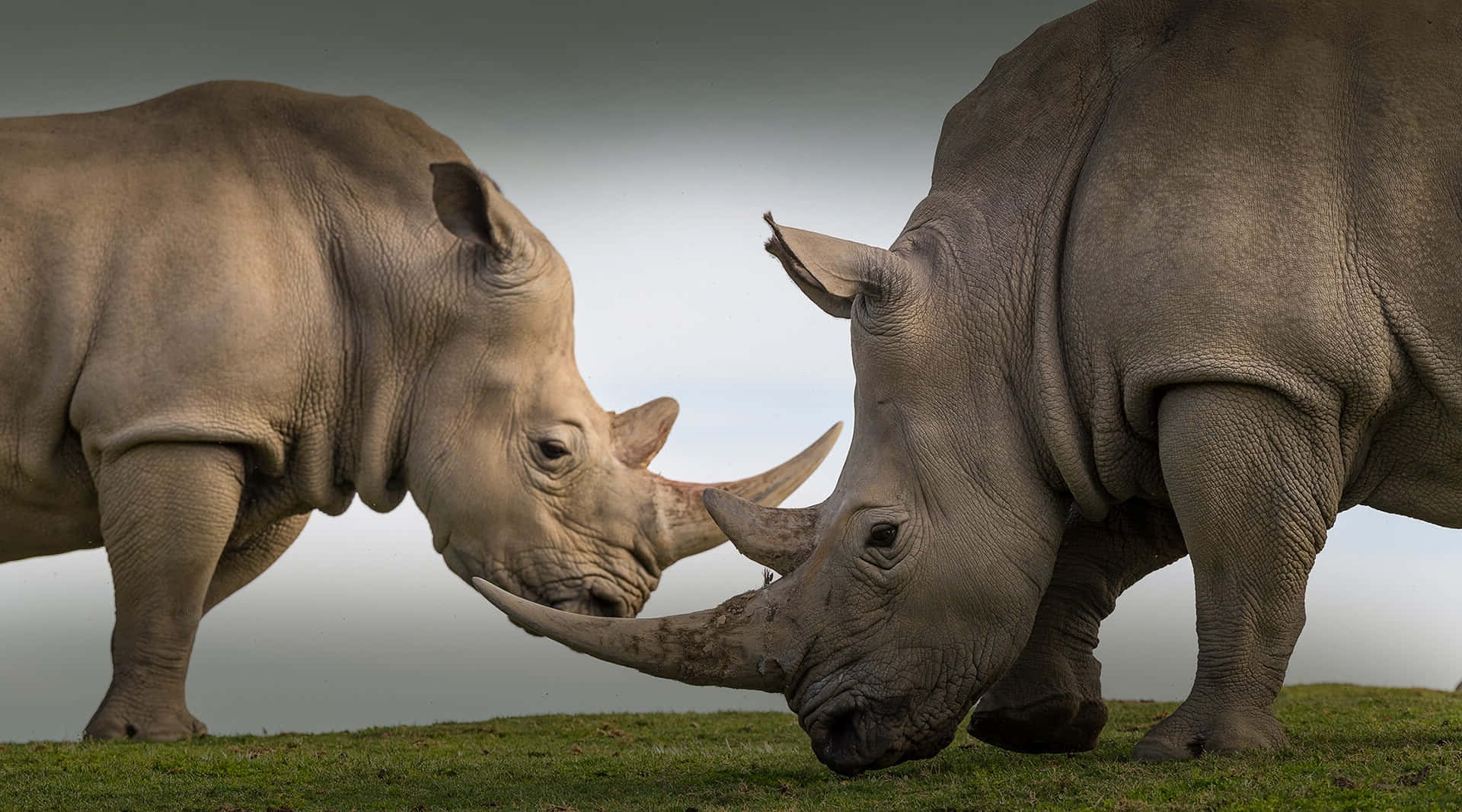 White Rhinos Confrontation Wallpaper