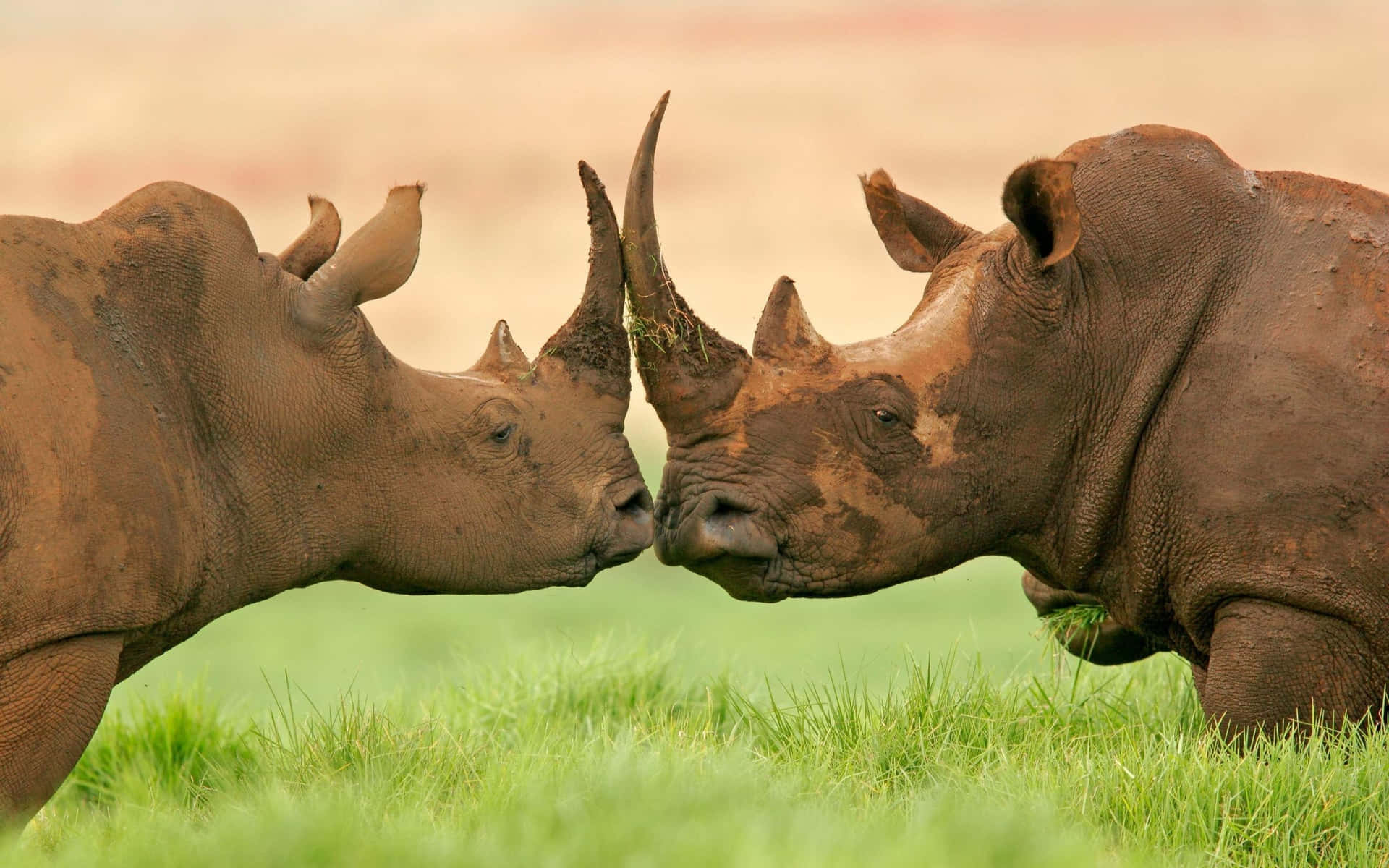White Rhinos Facing Each Other Wallpaper