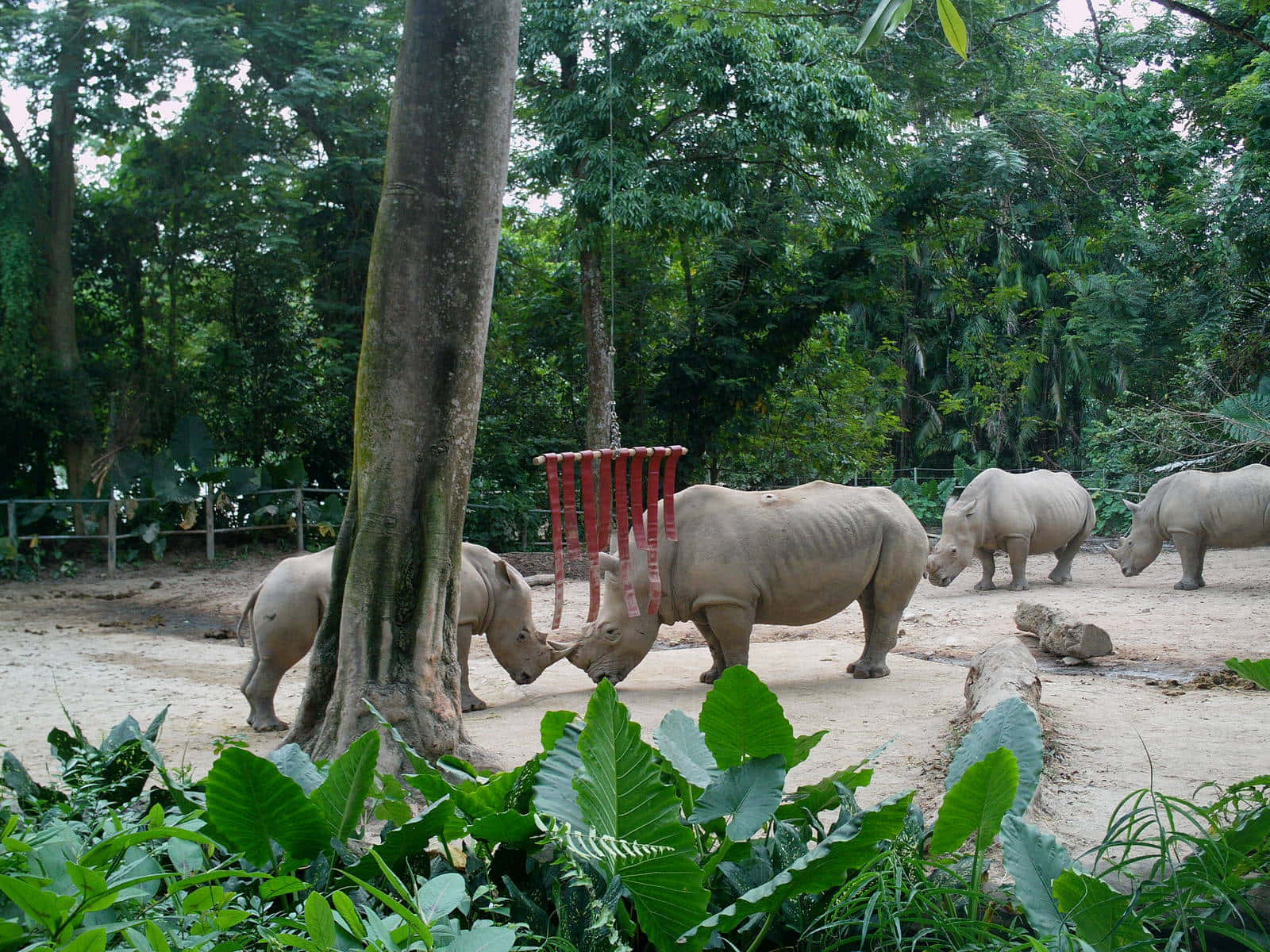 White Rhinos Gathering Singapore Zoo Wallpaper