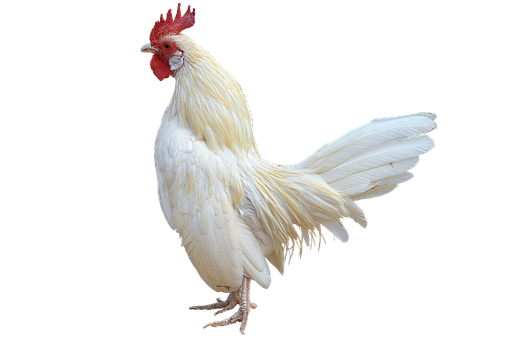 White Rooster Black Background.png PNG
