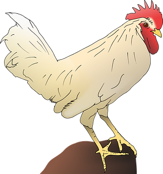 White Rooster Illustration PNG