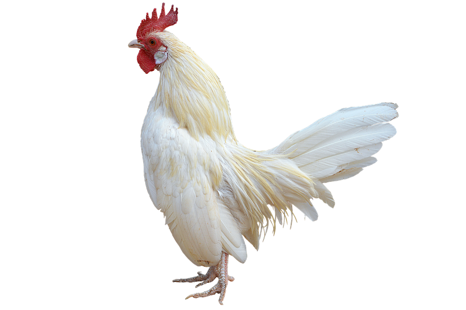 White Rooster Isolatedon Transparent Background.png PNG