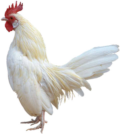 White Rooster Profile PNG