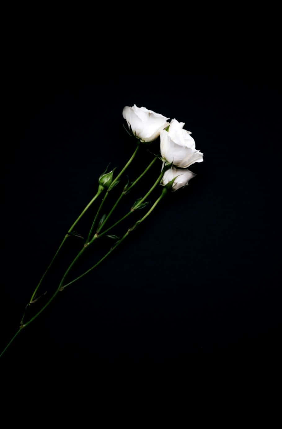En levende hvid rose, et symbol på renhed og elegance. Wallpaper