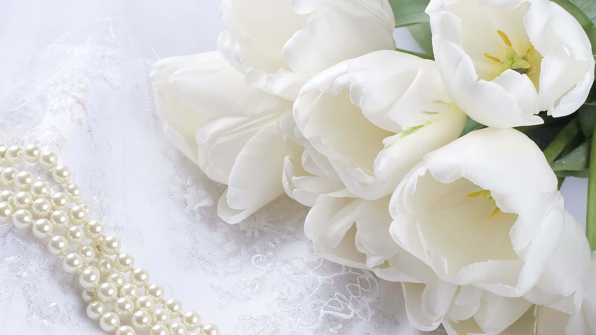 En udsøgt hvid rose, der skinner i sin skønhed. Wallpaper