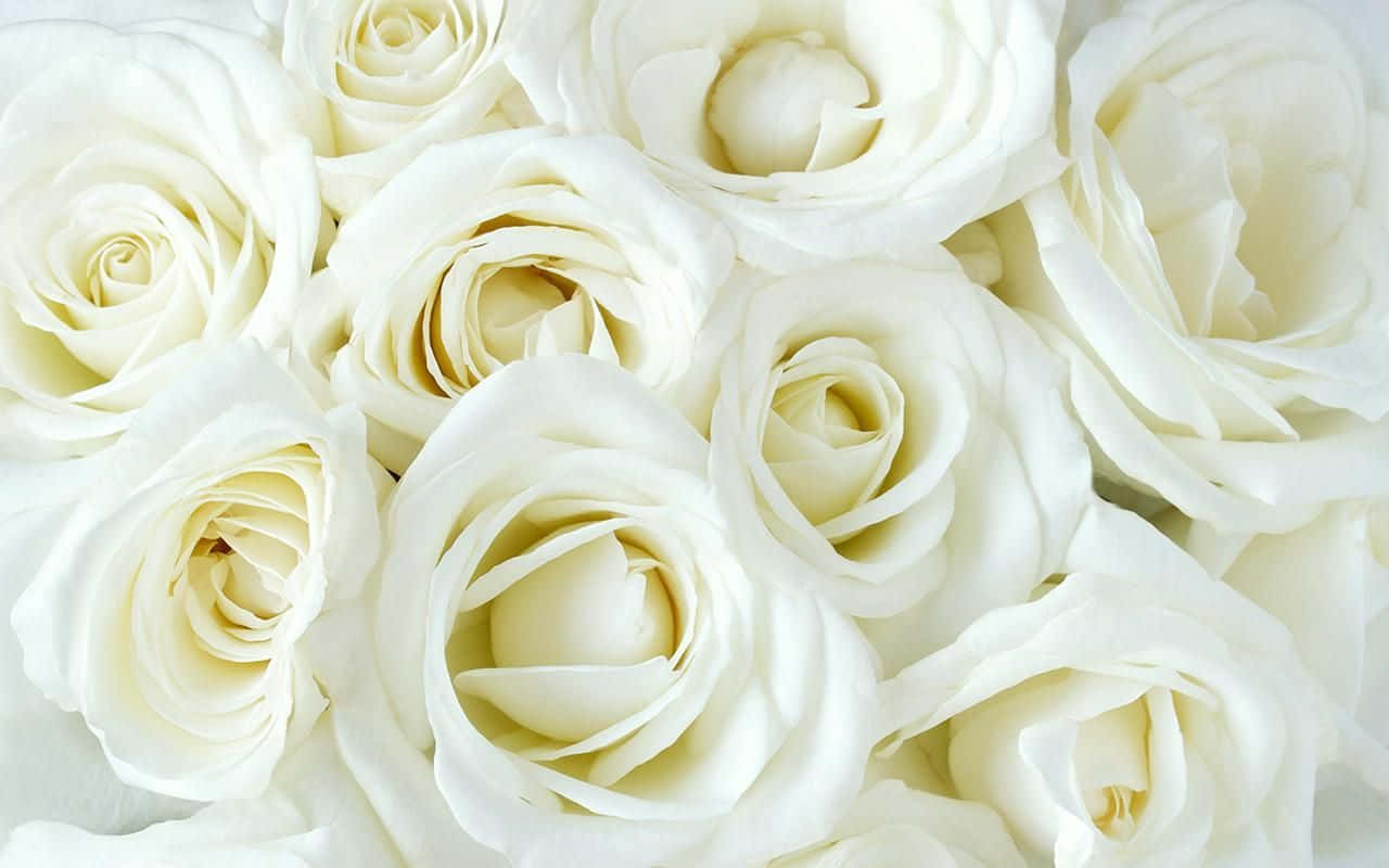 Uendelig skønhed af hvide roser Wallpaper