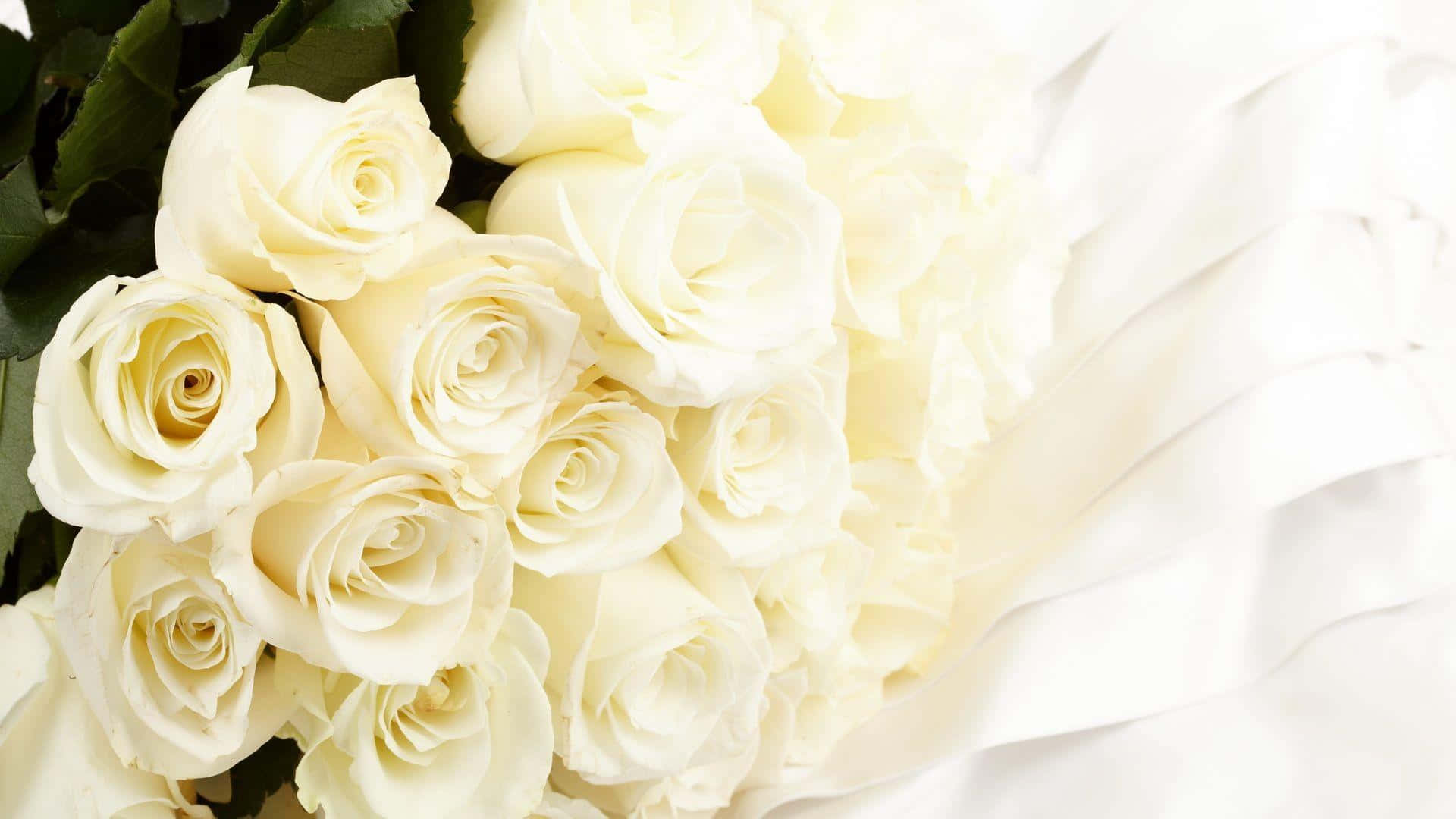 Nyd skønheden af ​​en hvid rose Wallpaper