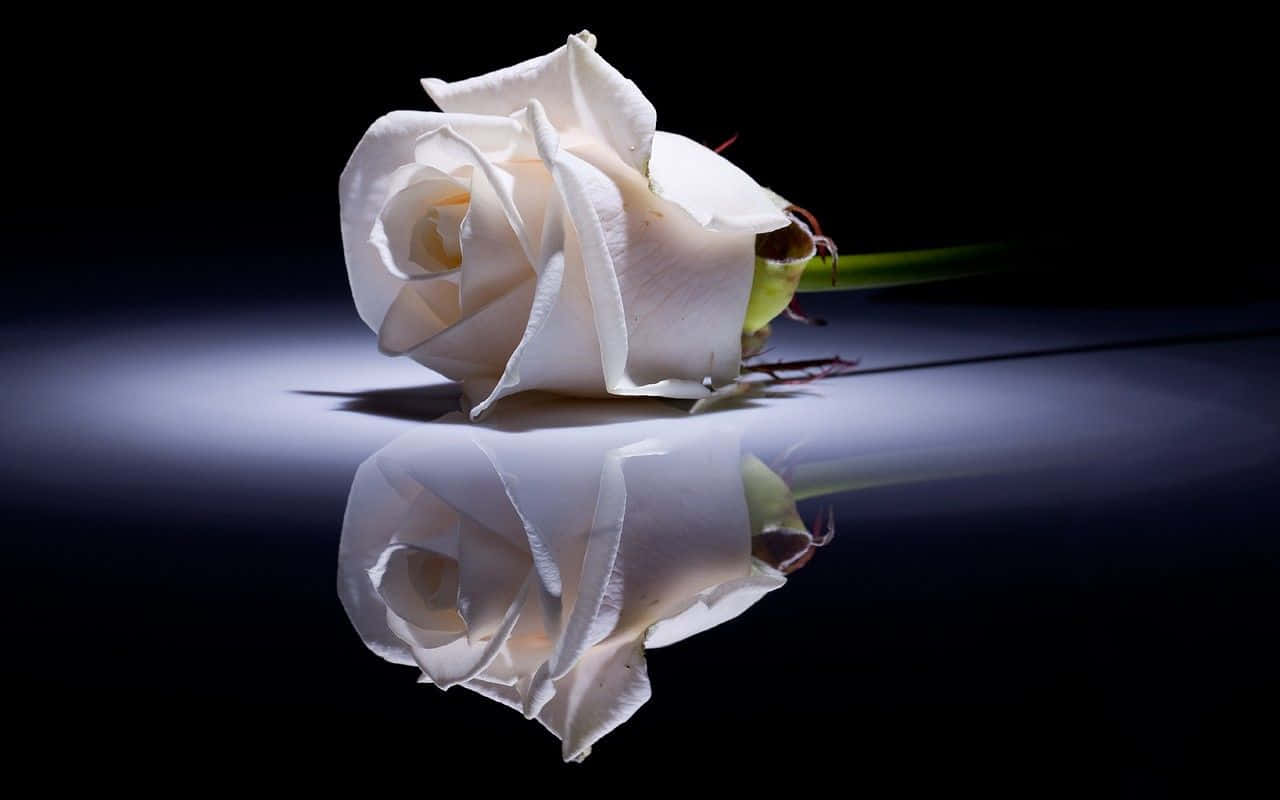 En smuk hvid rose, der tilføjer skønhed til dagen. Wallpaper