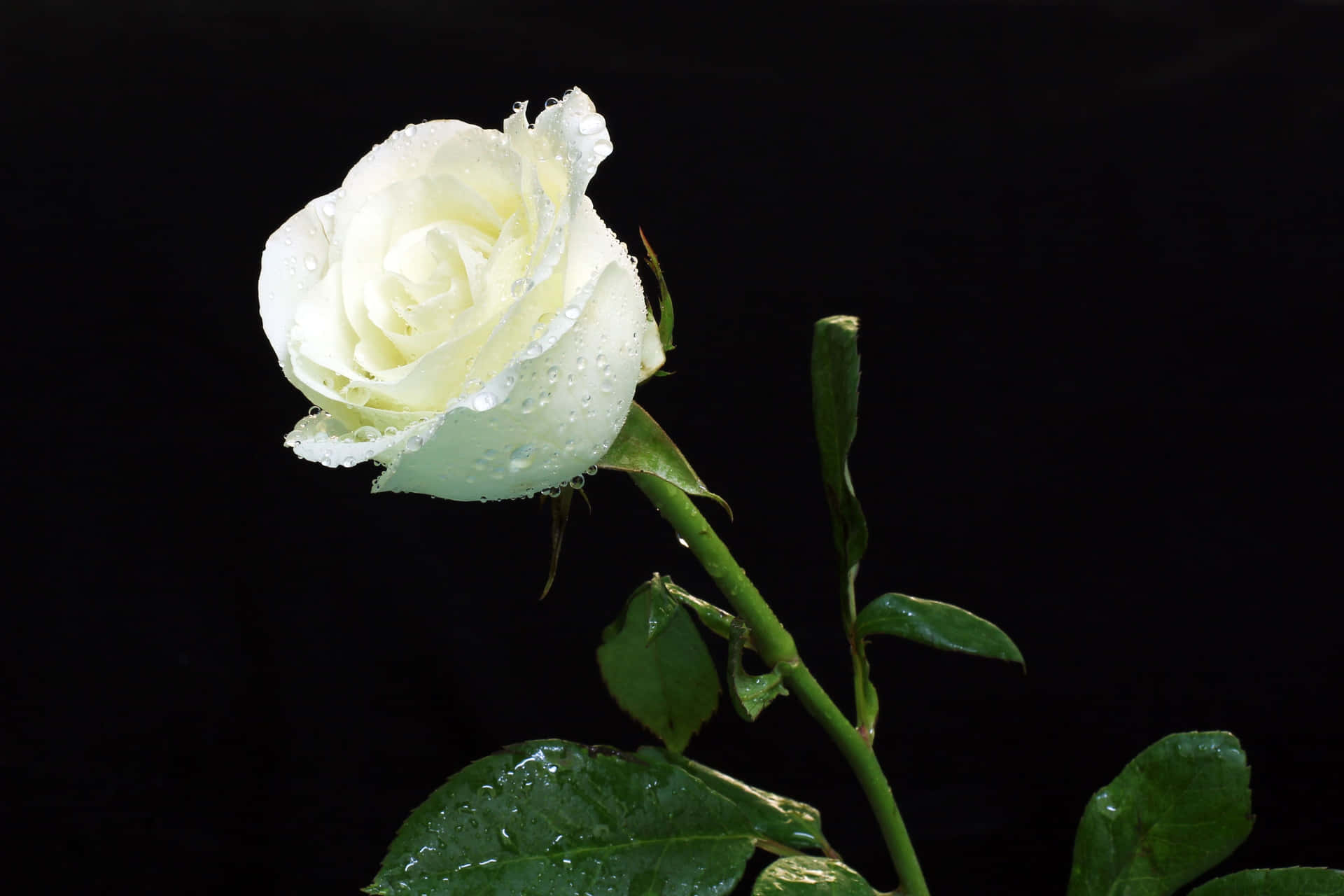 A Delicate White Rose Wallpaper
