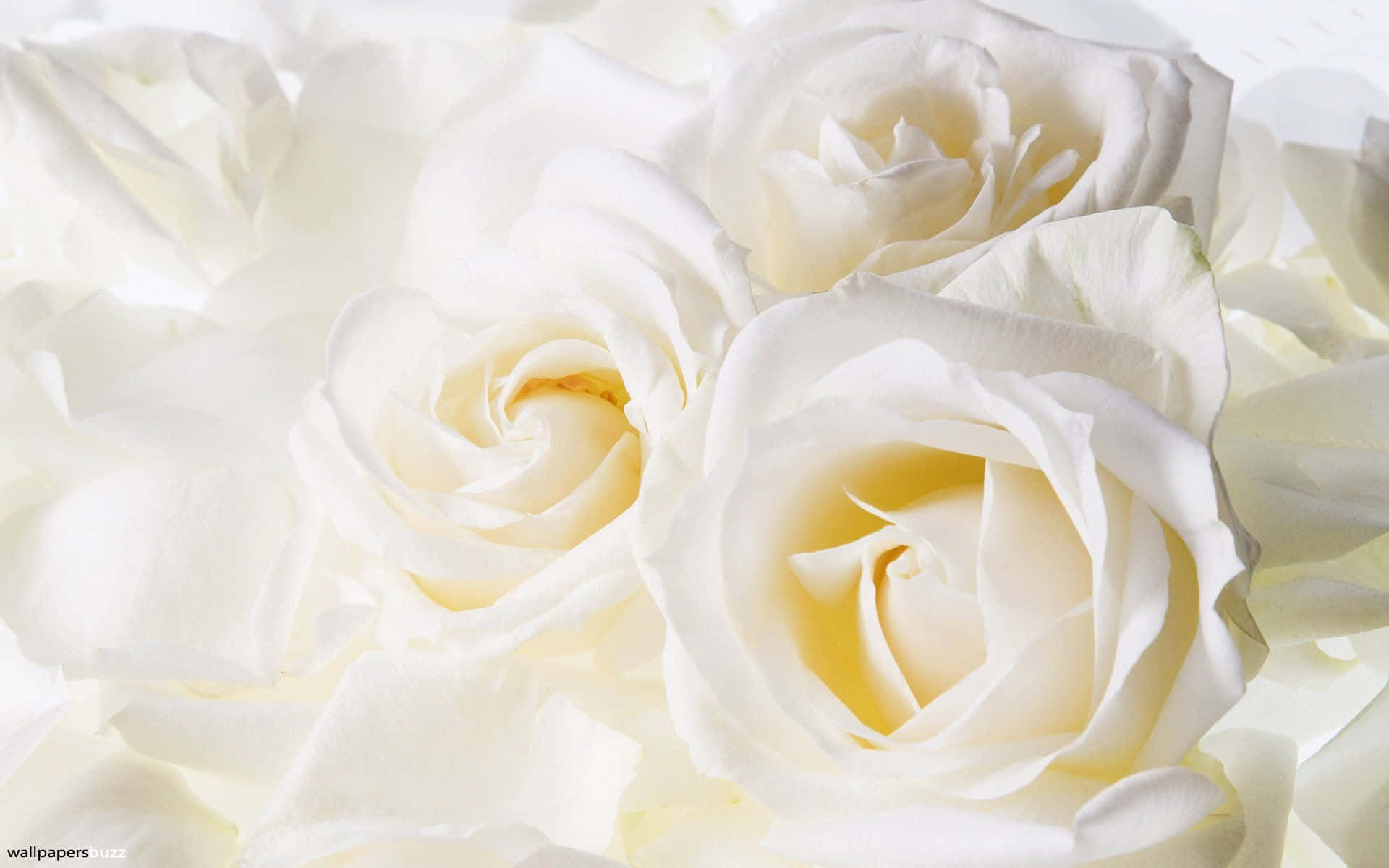 En levende hvid rose fanger opmærksomhed i haven Wallpaper