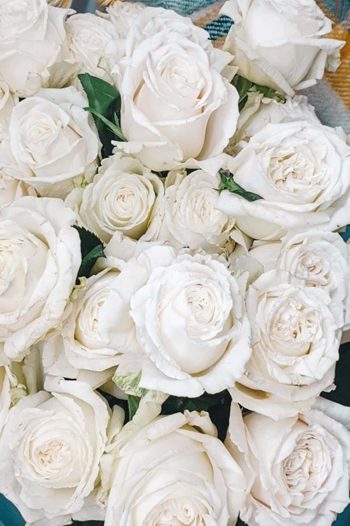 Tredive hvide roser æstetisk tæt skuddet tapet Wallpaper