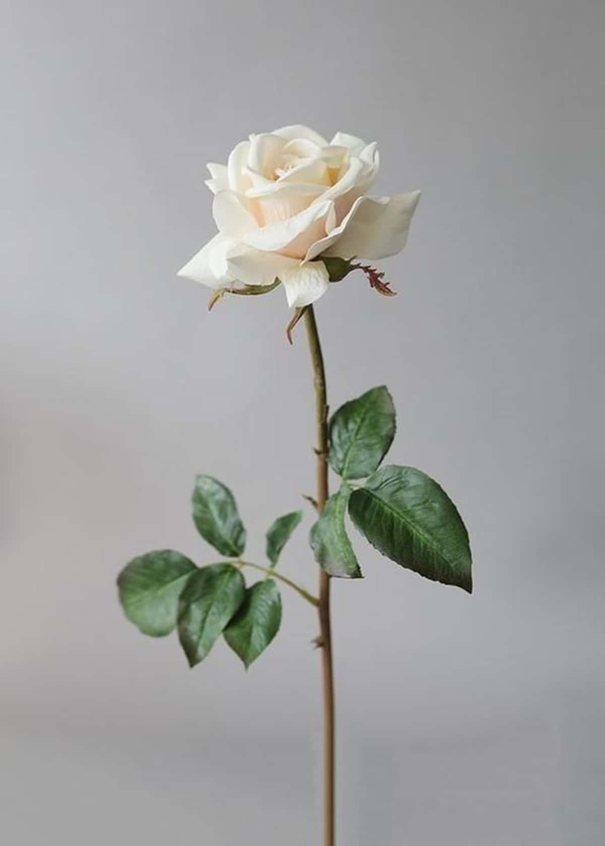 Single Stem White Rose Aesthetic Wallpaper
